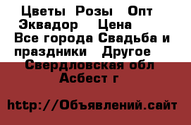 Цветы. Розы.  Опт.  Эквадор. › Цена ­ 50 - Все города Свадьба и праздники » Другое   . Свердловская обл.,Асбест г.